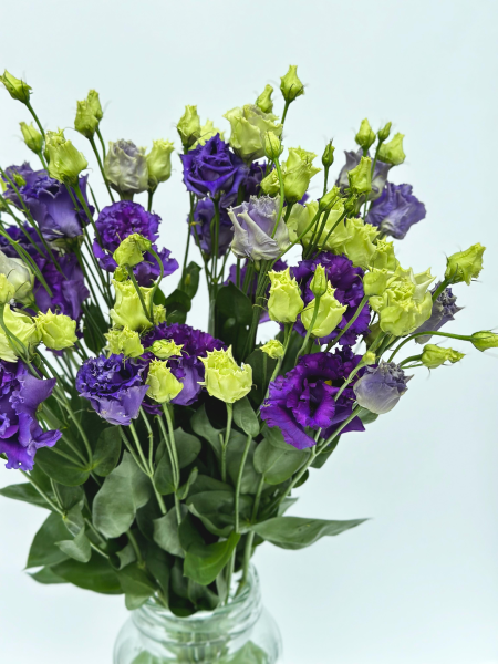 Эустома (фиолетовая)